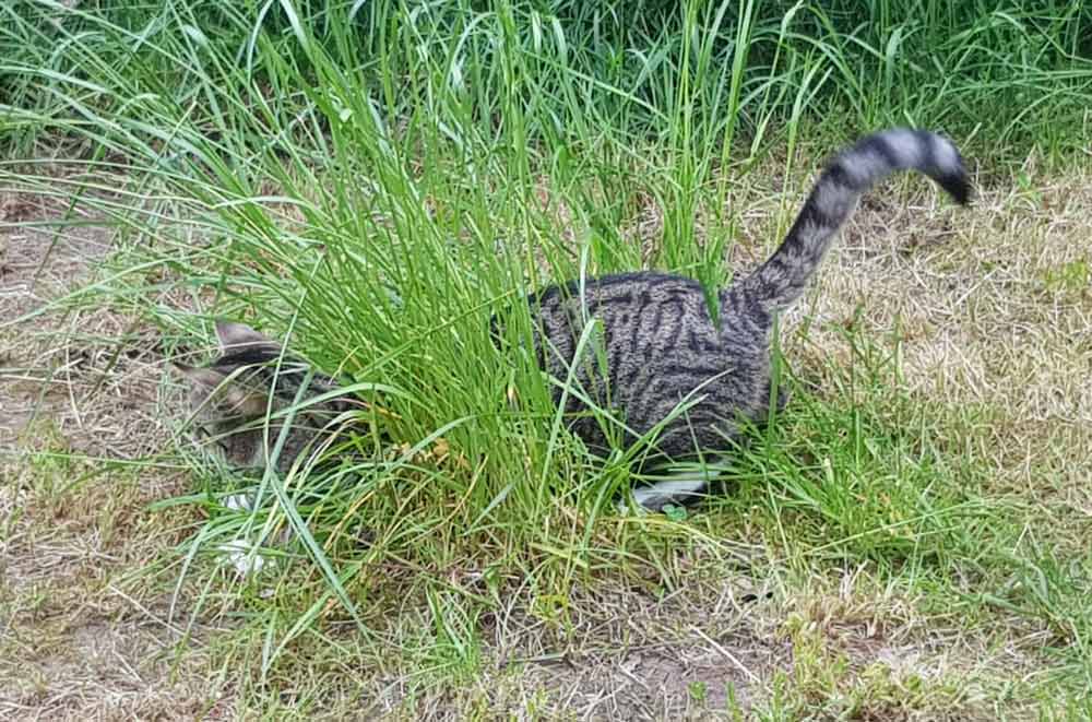 Getigerte Katze schleicht durch hohes Gras im Garten.