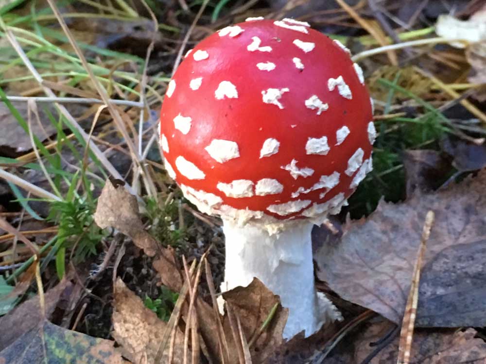 Roter Fliegenpilz mit weißen Punkten zwischen Laub und Moos.
