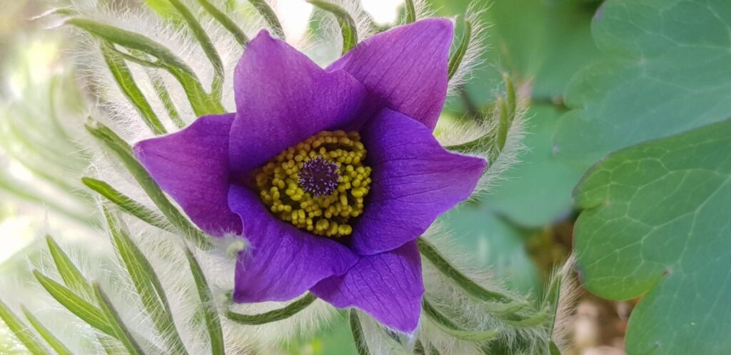 Nahaufnahme einer violetten Blüte, Bild zum Thema Homöopathie für Katzen.