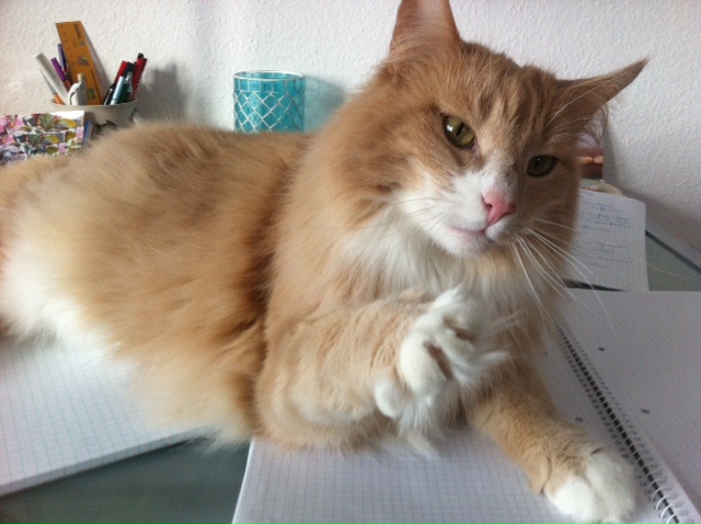 Rote Katze liegt auf einem Notizblock und hebt eine Pfote.