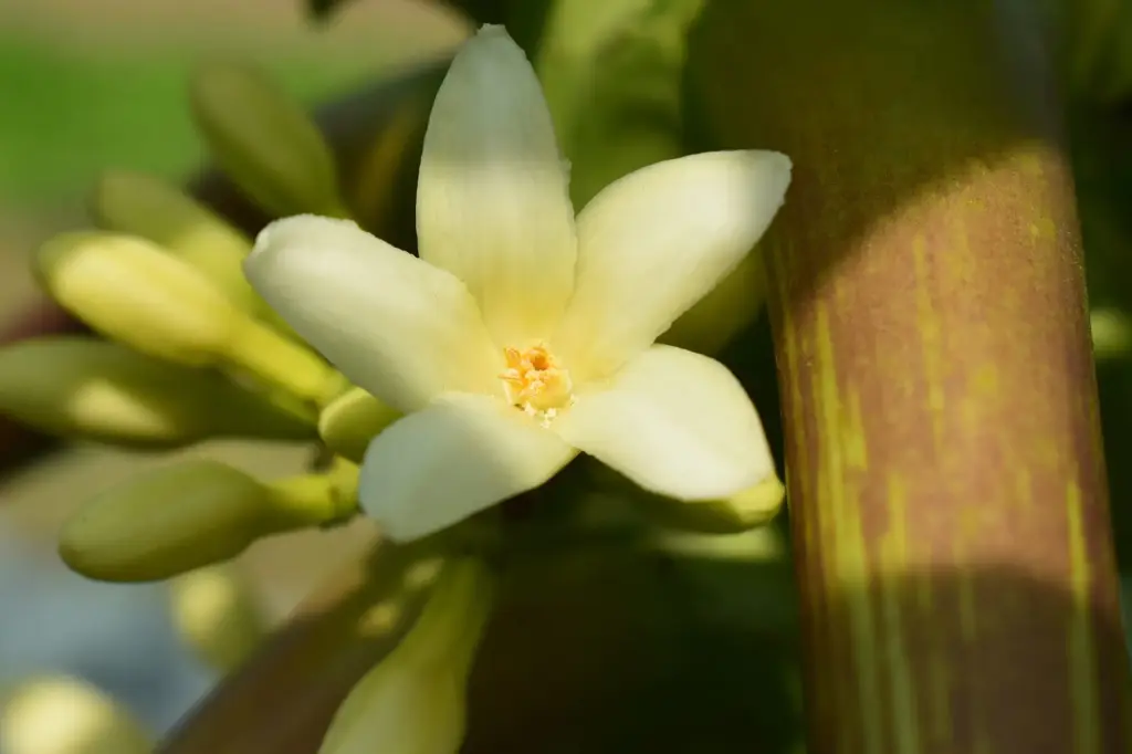 Hellgelbe Blüte einer Papaya